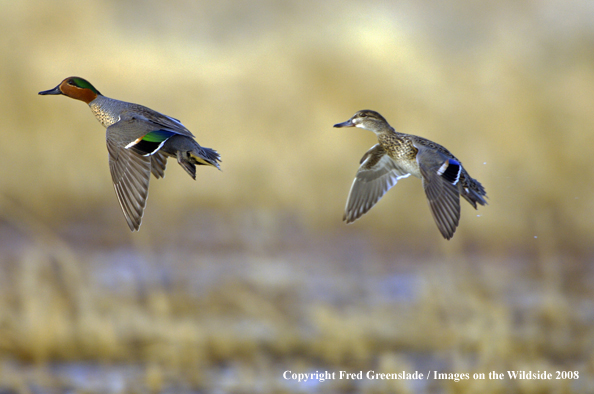 Green-winged teal ducks