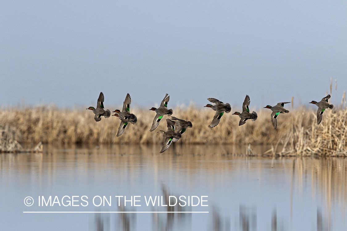 Green-winged Teal in flight.