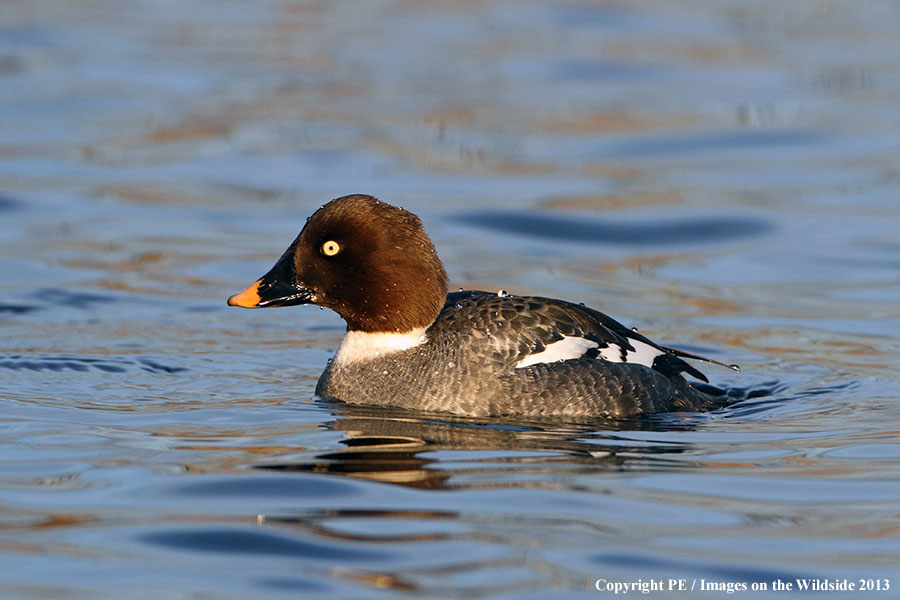 Common Goldeneye hen in habitat.