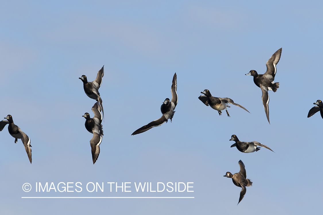 Lesser Scaup (whiffling) in flight.