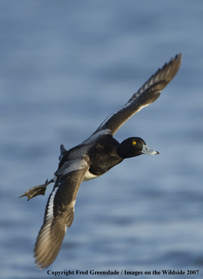 Greater Scaup in habitat