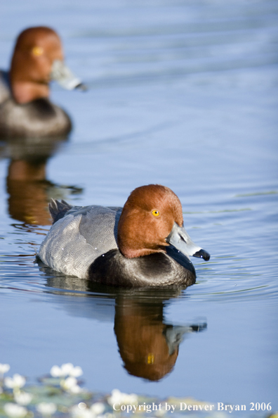 Redhead ducks.