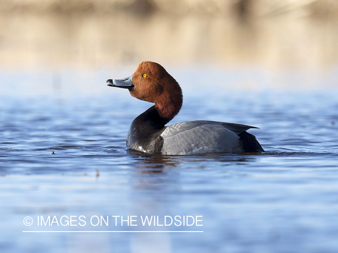 Redhead duck in habitat. 