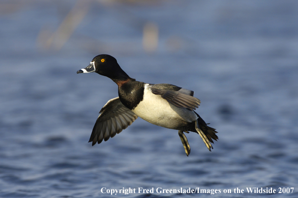 Ring-necked duck in flight