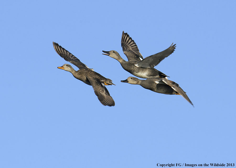 Mottled ducks in flight.