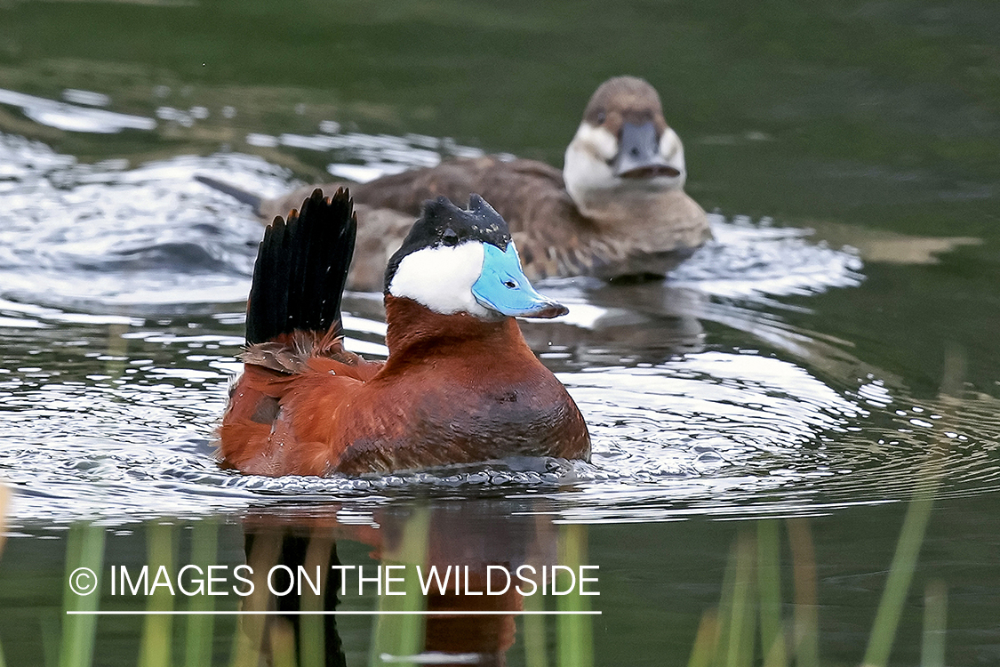 Ruddy ducks in water.