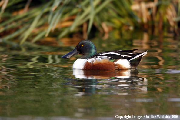 Shoveler Drake