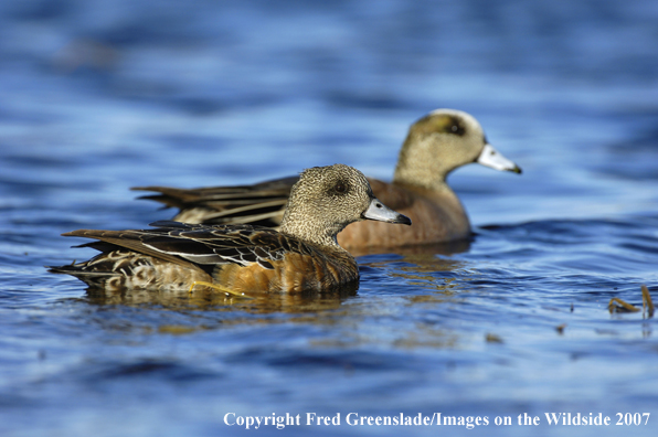 Wigeon duck