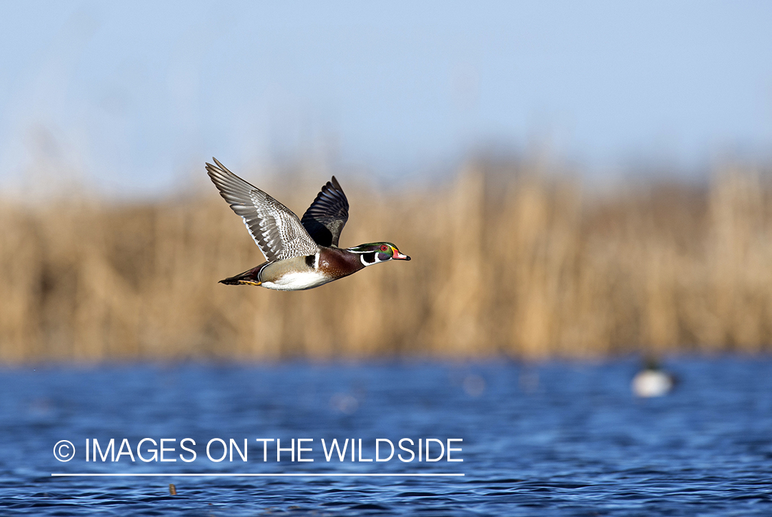 Wood duck in flight.