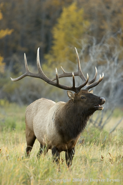 Rocky Mountain bull elk bugling.