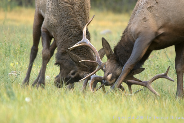 Rocky Mountain bull elk fighting.