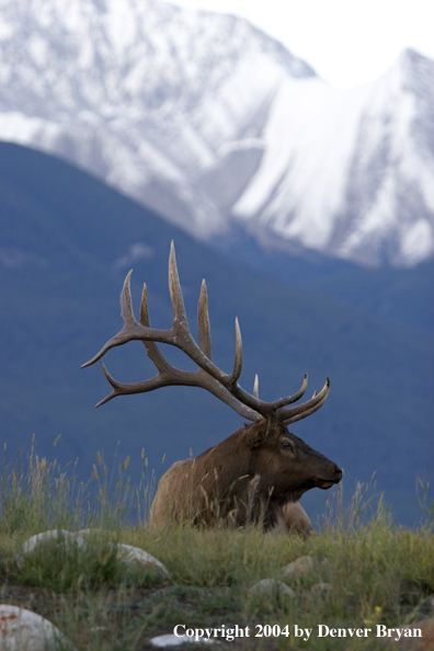 Rocky Mountain bull elk bedded.  Mountain backdrop.