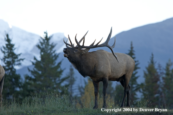 Rocky Mountain bull elk bugling.