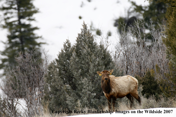 Rocky Mountian Bull Elk with antlers dropped