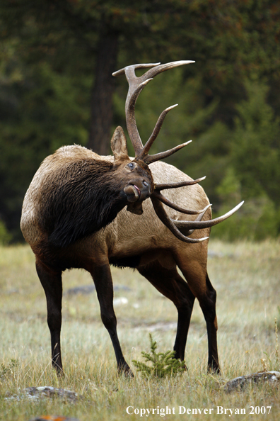 Rocky Mountain Elk scratching