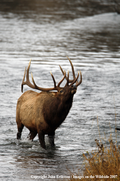 Rocky Mountain Elk in water