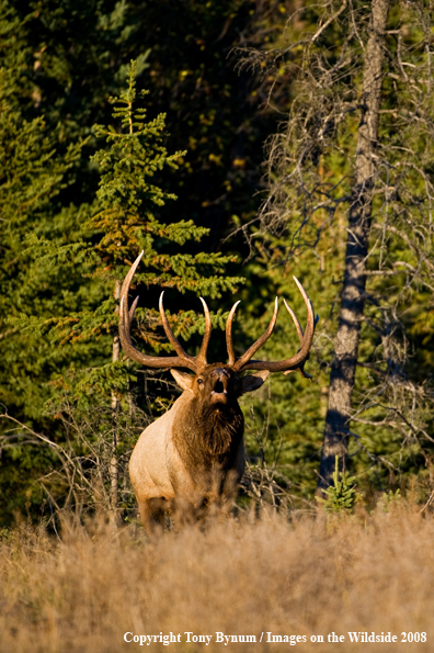 Rocky Mountain Elk Bugling