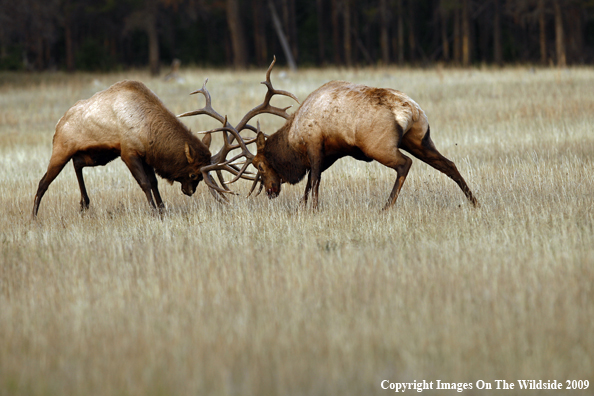 Bull Elk Fighting