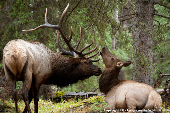 Rocky Mountain Bull Elk approaching cow. 