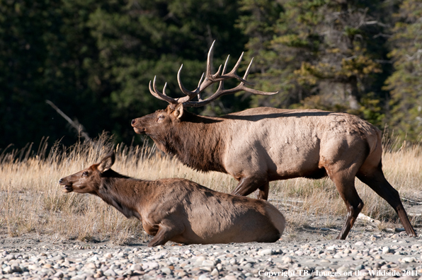 Bull elk with cow. 