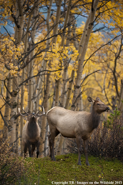 Rocky Mountain bull elk bugling. 