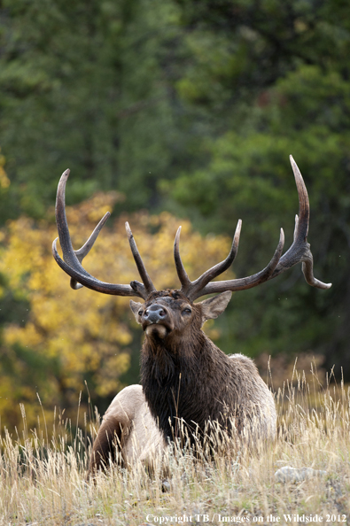 Bull elk in habitat. 