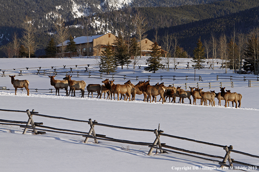 Elk in winter near urban area.