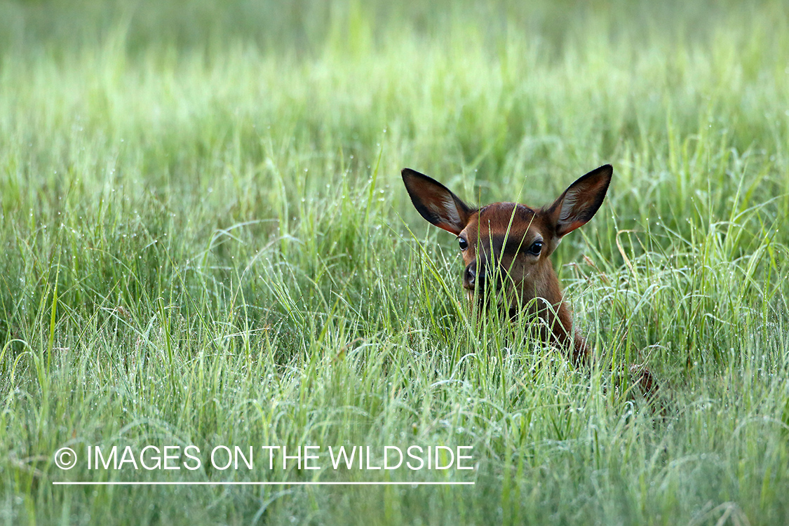 Rocky Mountain Elk calf in habitat. 