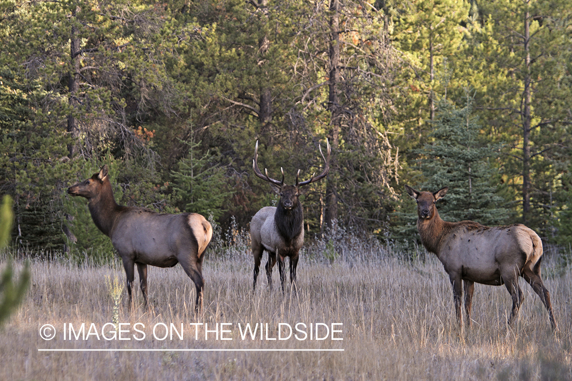 Rocky Mountain Bull Elk with harem of cows during the rut.