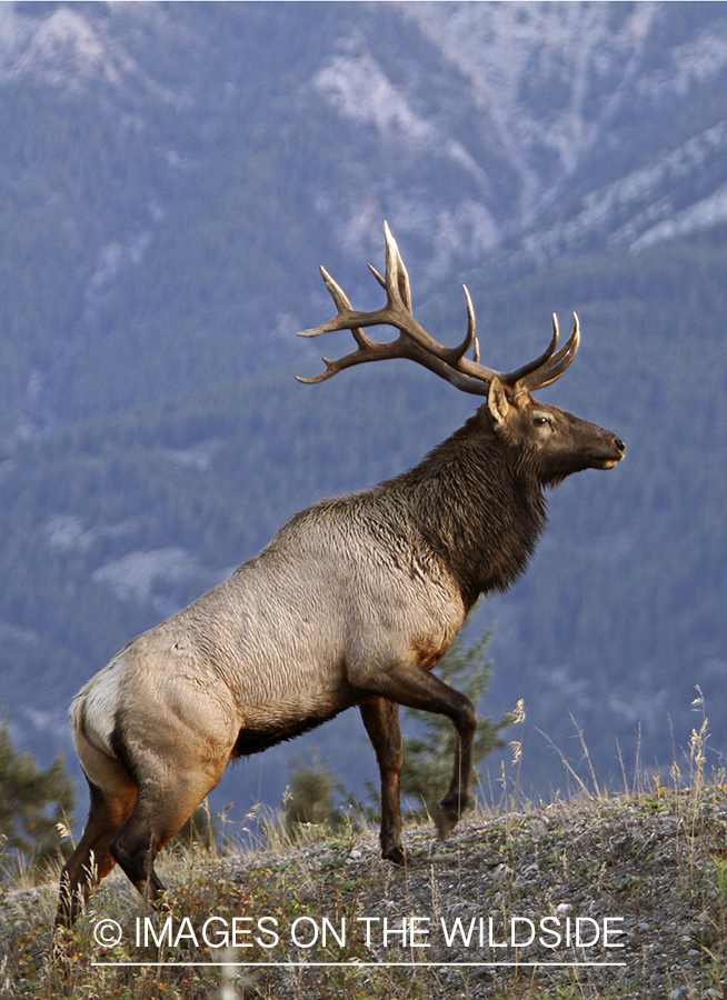 Rocky Mountain Bull Elk in habitat.