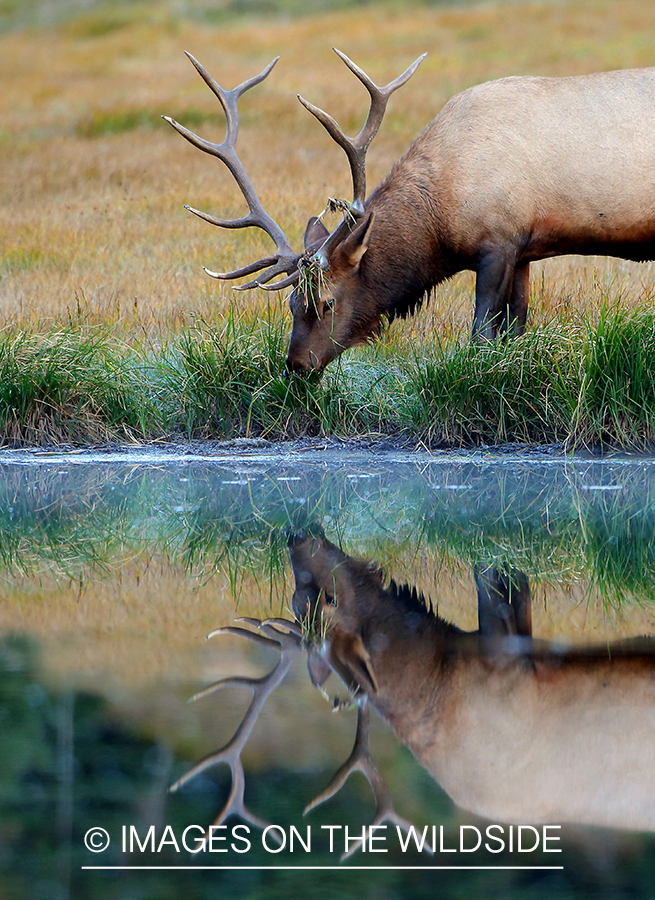 Bull elk feeding by water.