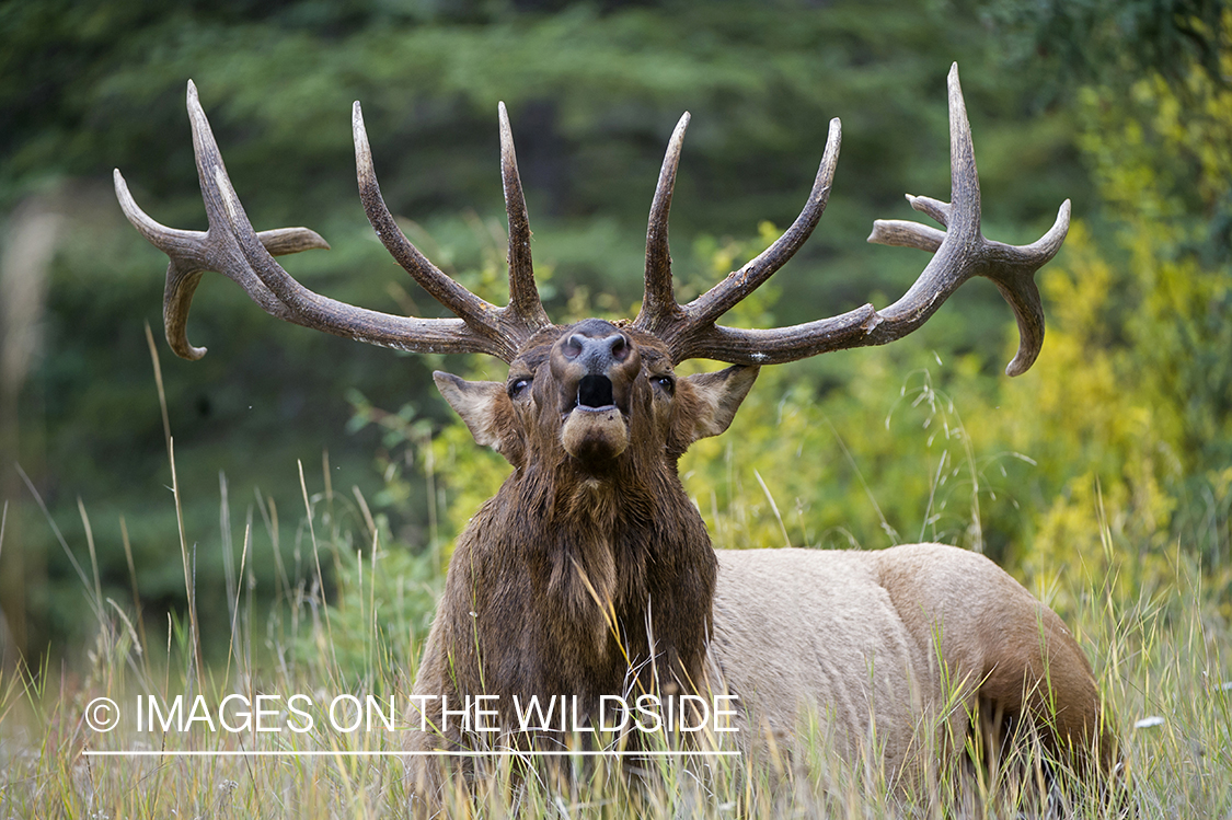 Bull elk bugling.