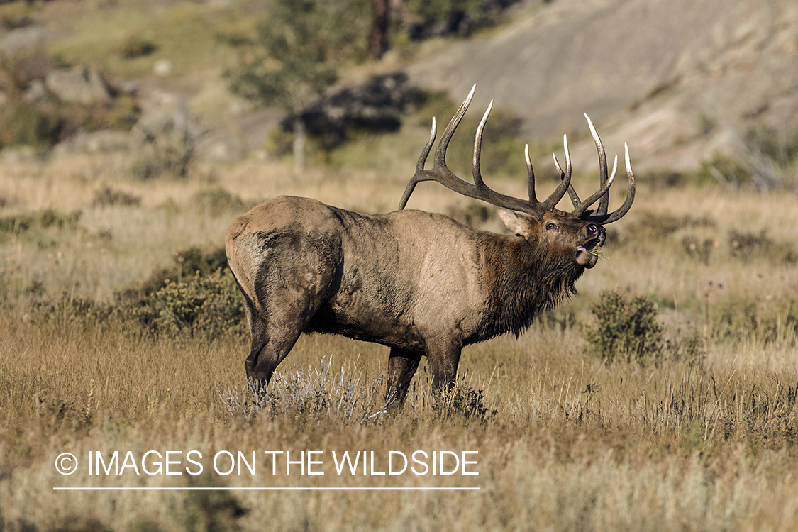 Bull elk bugling in field.