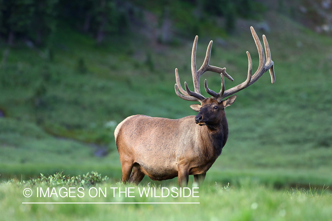 Bull elk in velvet.