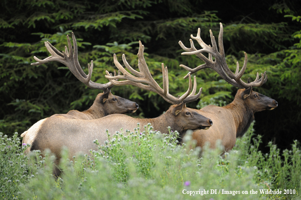 Roosevelt Bull Elk