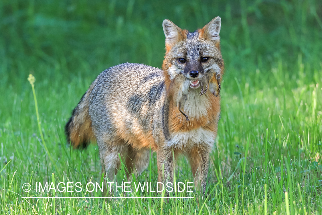 Gray fox with squirrel.