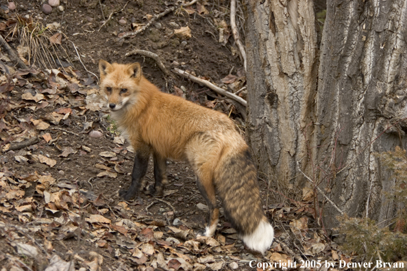 Red fox in habitat.