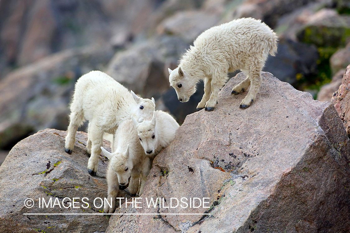 Rocky Mountain Goat kids climbing on rocks.