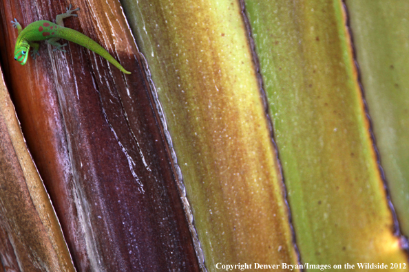 Gold dust day gecko on vegetation, Hawaii. 