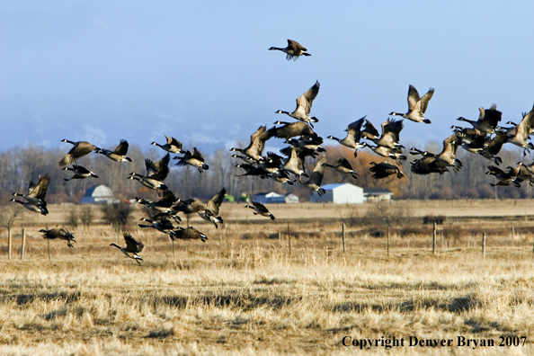 Canadian geese in flight