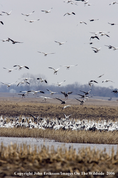 Snow geese in habitat.