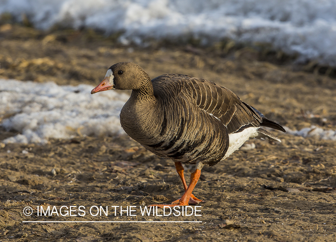 White-fronted goose in habitat.