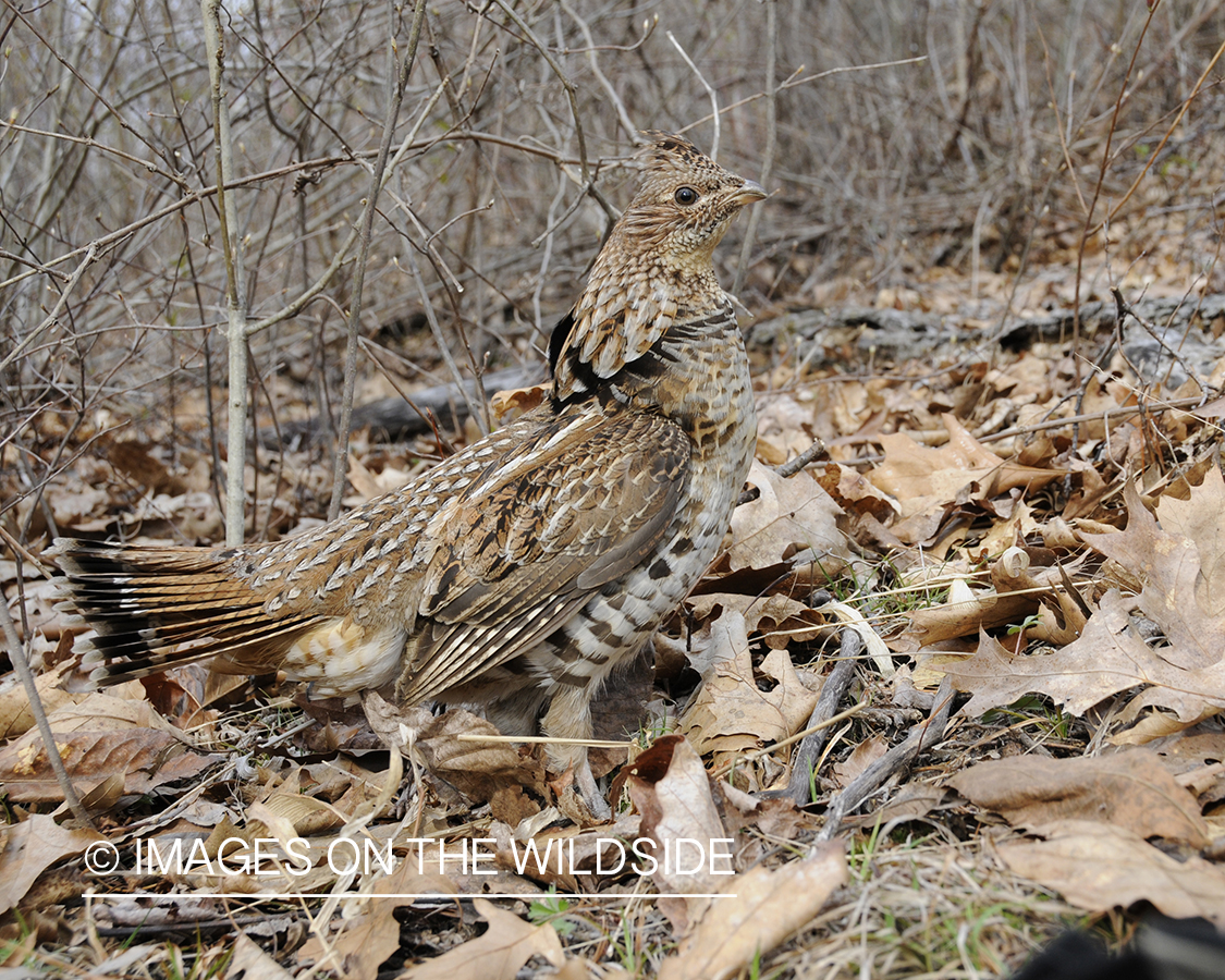 Ruffed Grouse.