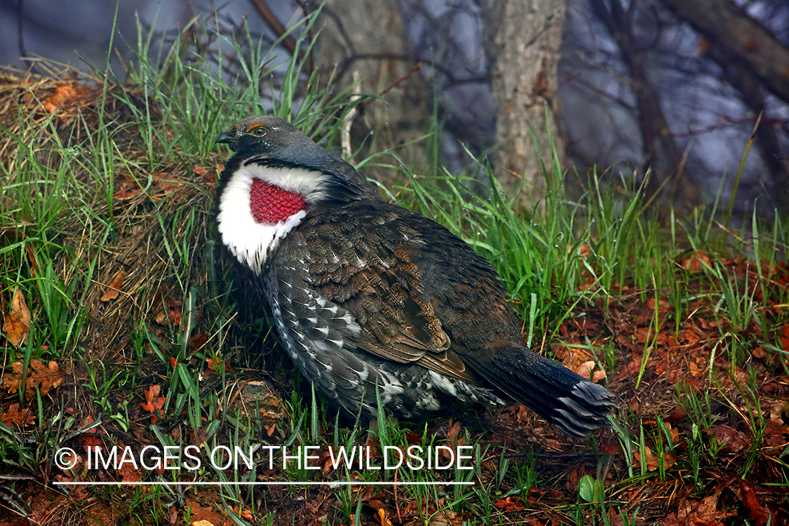 Dusky Grouse in habitat.