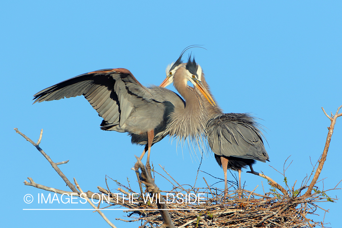 Great Blue Herons on Nest