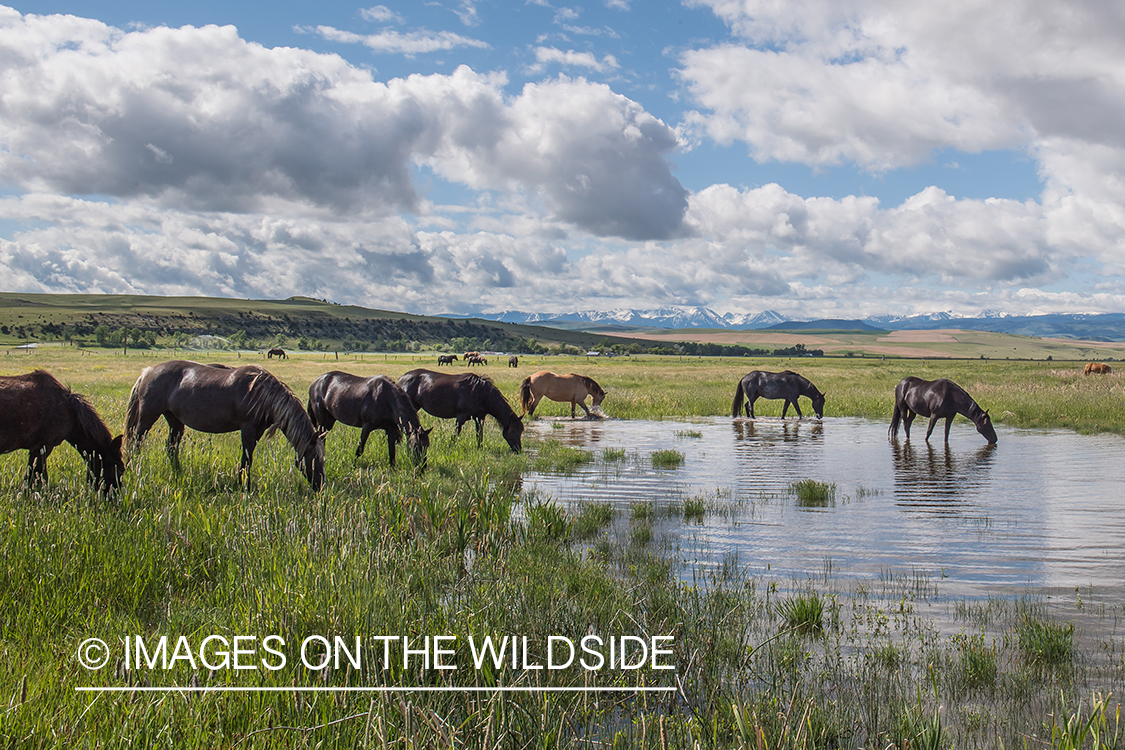 Horses drinking from spring in pasture.