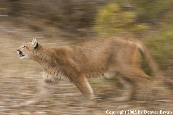 Mountain lion in habitat.