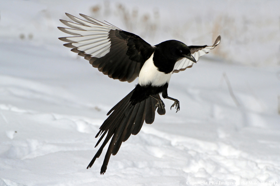 Magpie. 