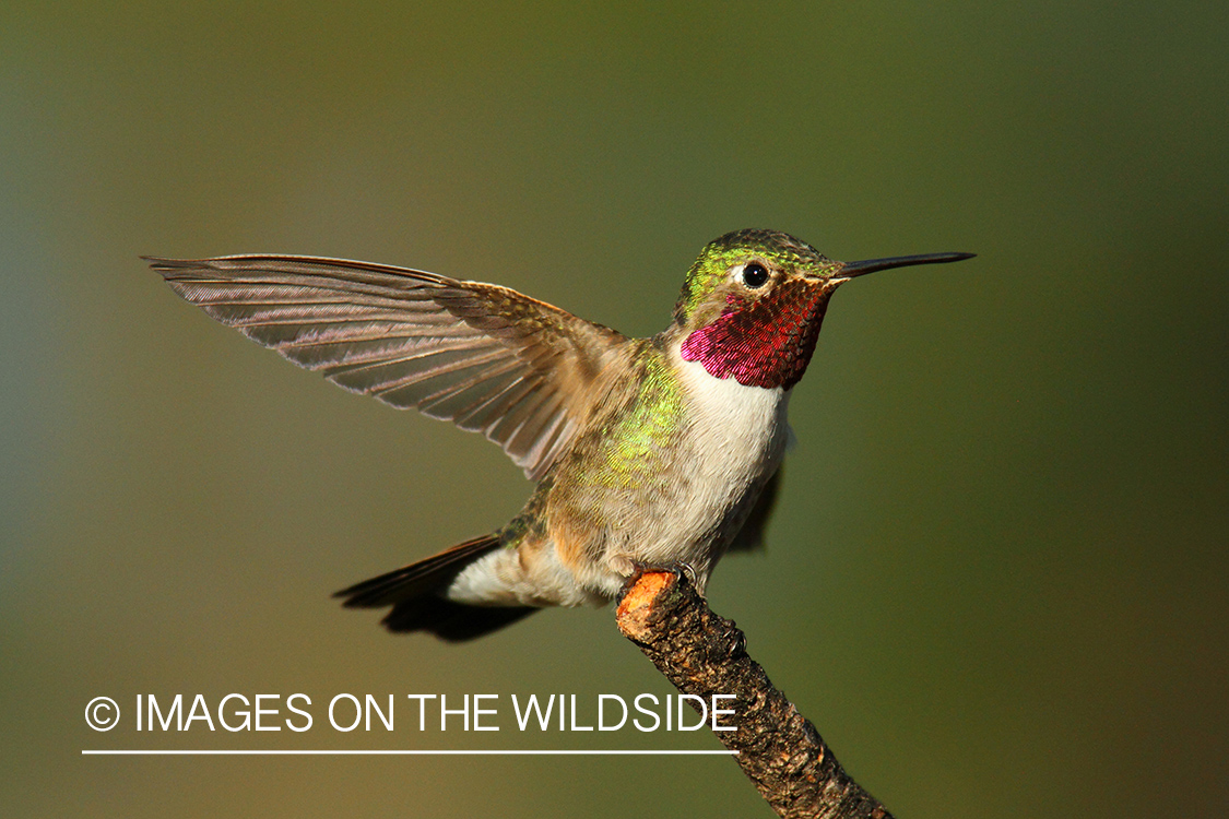 Broad-tailed hummingbird in habitat.