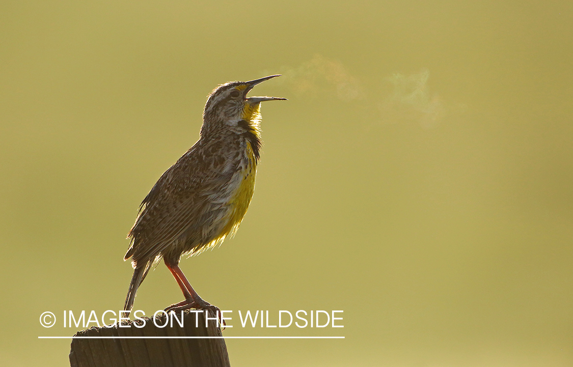 Western Meadowlark perched on fence post. 